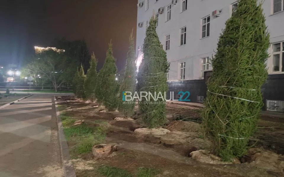 В Барнауле у здания краевого правительства пересадили деревья