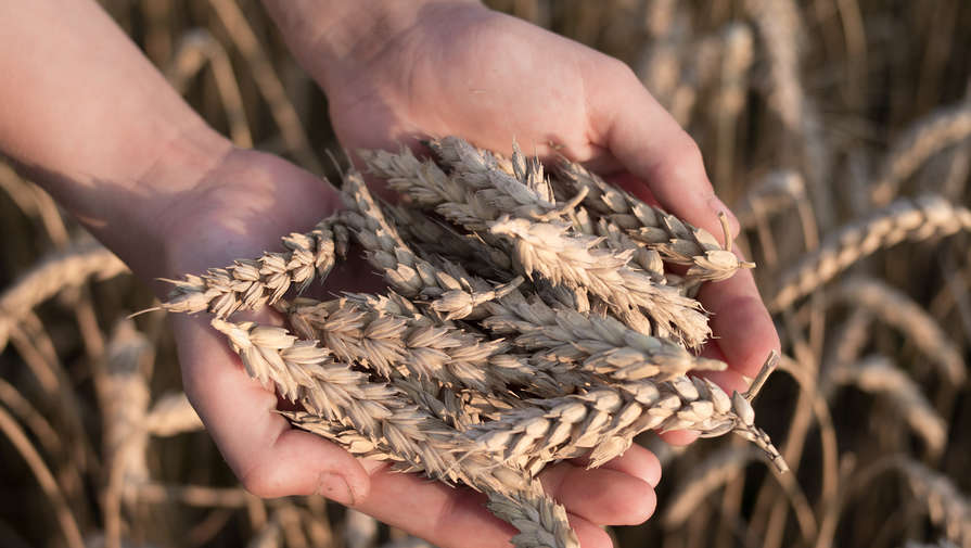 В России спрогнозировали падение сбора пшеницы
